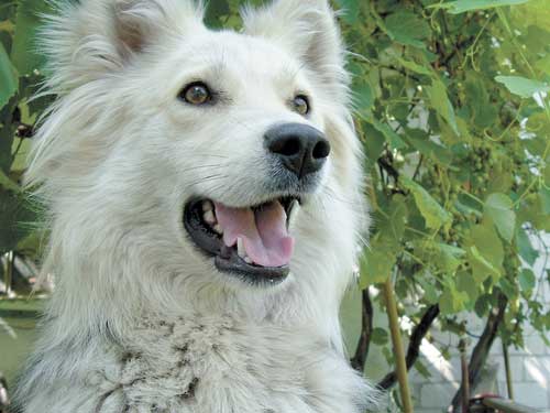 dog